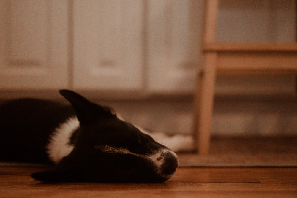 cinematic photography image of a dog asleep under a boys stool