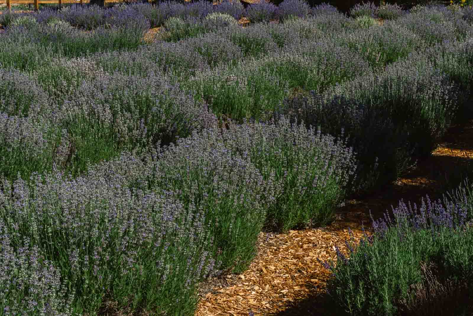 chatfield farms in littleton colorado lavender festival lavender fields